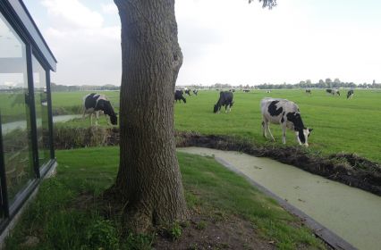 Vergaderen omringd door grazende koeien